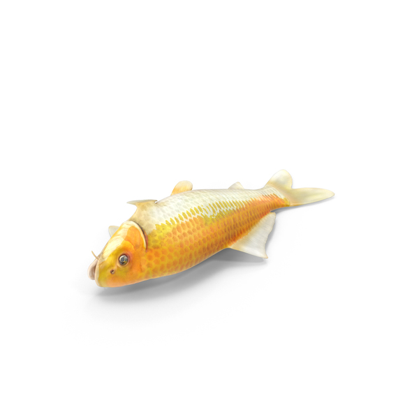 Yellow Koi Ogon Fish PNG & PSD Images