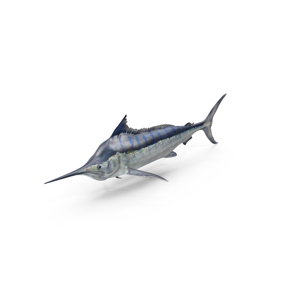 Blue Marlin PNG & PSD Images