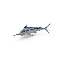 Blue Marlin PNG & PSD Images