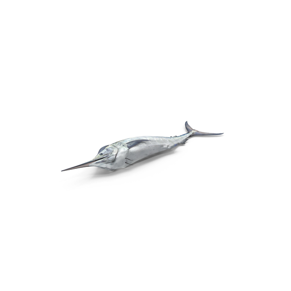 Blue Marlin PNG & PSD Images