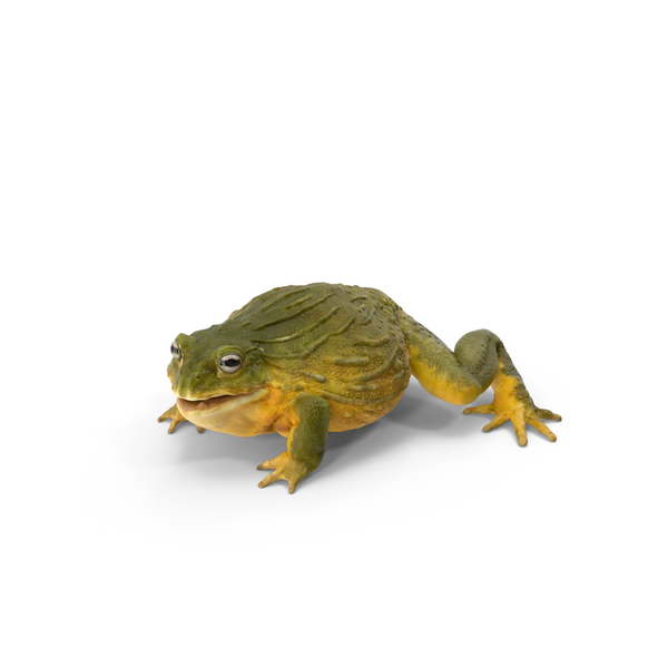 African Bullfrog PNG & PSD Images