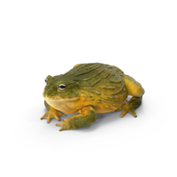 African Bullfrog PNG & PSD Images