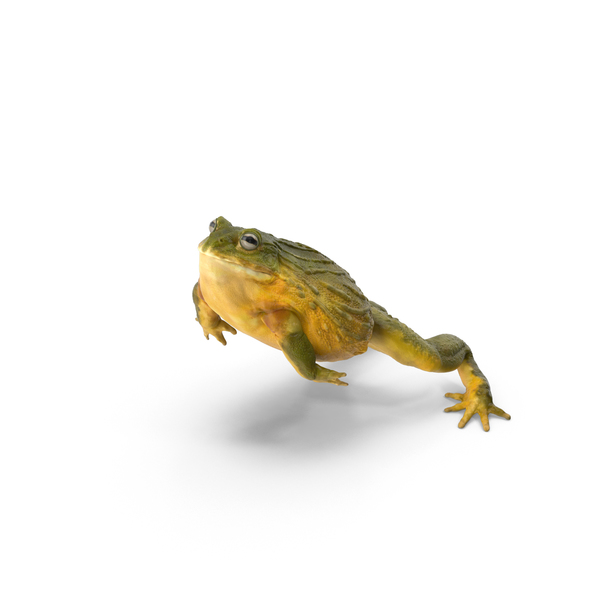 African Bullfrog PNG & PSD Images