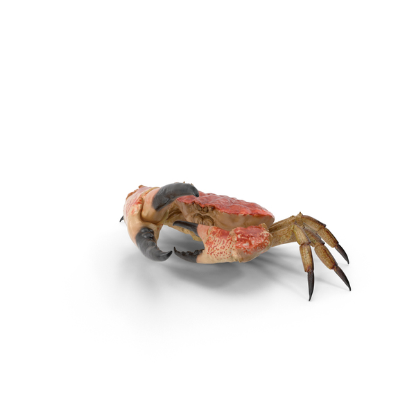 Queen Crab PNG & PSD Images