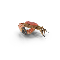 Queen Crab PNG & PSD Images