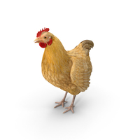 Chicken PNG & PSD Images
