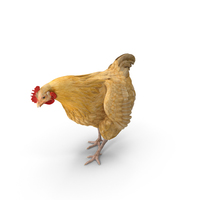 Chicken PNG & PSD Images