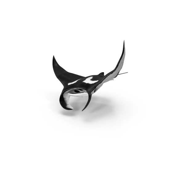 Manta Ray PNG & PSD Images