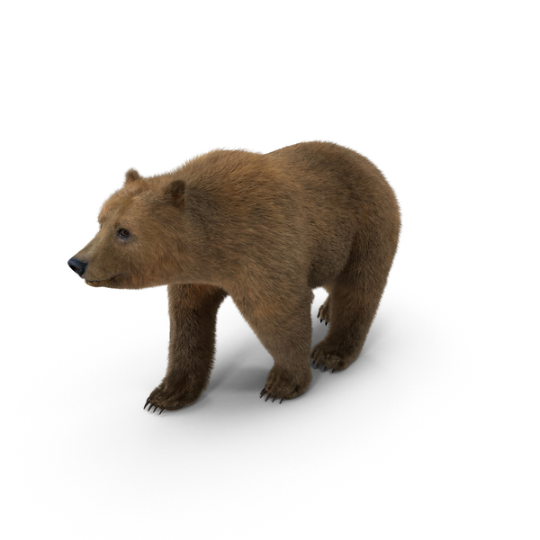 Brown Bear PNG & PSD Images