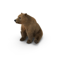 棕熊PNG和PSD图像