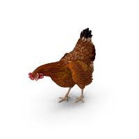 Brown Chicken PNG & PSD Images
