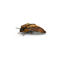 Death's Head Hawkmoth PNG & PSD Images