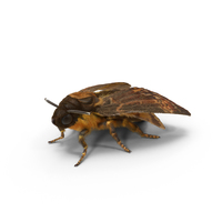 Acherontia Atropos Moth PNG & PSD Images