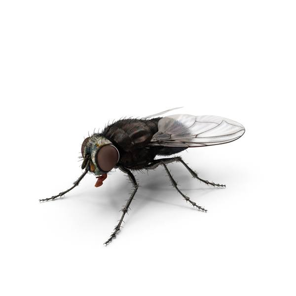 Fly PNG & PSD Images