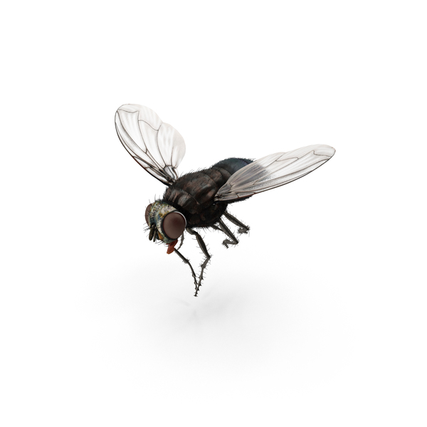 Fly PNG & PSD Images