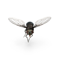 Fly PNG & PSD Images
