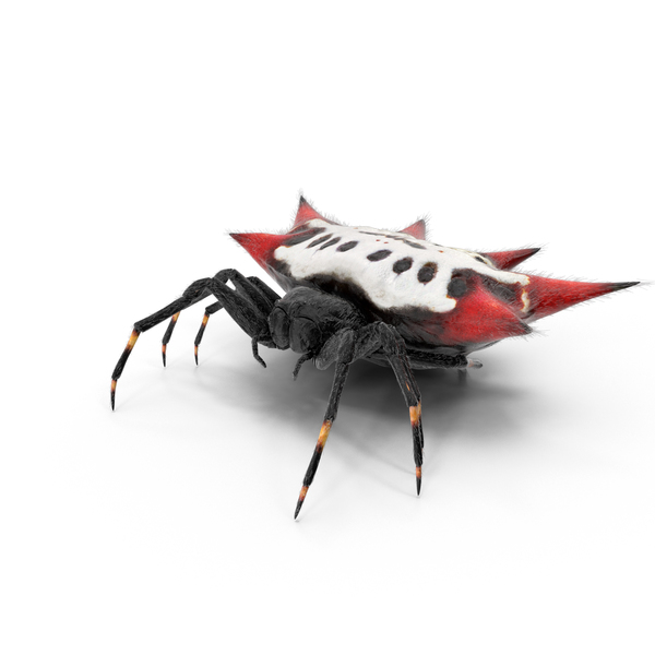 Spiny Orb Weaver Spider PNG & PSD Images