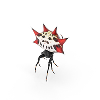 Spiny Orb Weaver Spider PNG & PSD Images