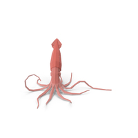 Squid PNG & PSD Images