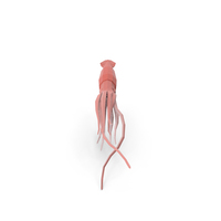 Squid PNG & PSD Images