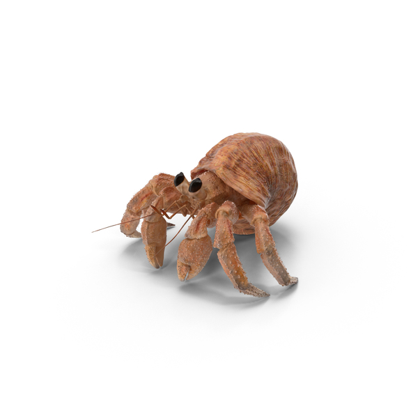 Hermit Crab PNG & PSD Images