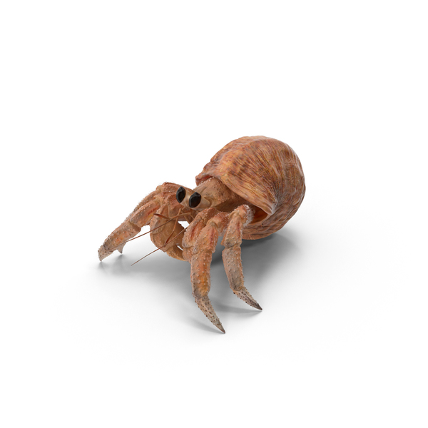Hermit Crab PNG & PSD Images