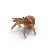 Hermit Crab PNG & PSD Images