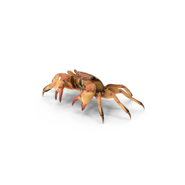 Crab PNG & PSD Images