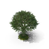 Tree with Vines PNG & PSD Images