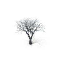 Winter Tree PNG & PSD Images