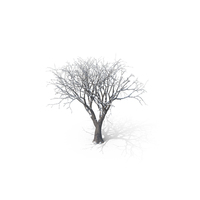 Winter Tree PNG & PSD Images