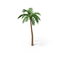 tropical tree png