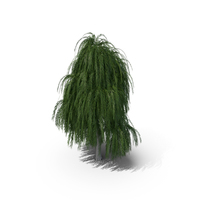 Willow Tree PNG & PSD Images