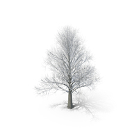 Winter Tree with snow PNG & PSD Images