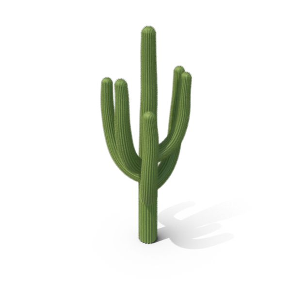 Cactus PNG & PSD Images