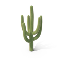 Cactus PNG & PSD Images