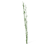 Bamboo Reed PNG & PSD Images