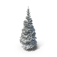 Snow Covered Conifer Tree PNG & PSD Images