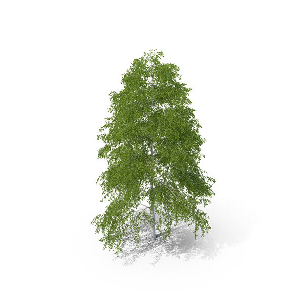 Birch Tree PNG & PSD Images