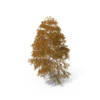 Birch Tree Autumn PNG & PSD Images