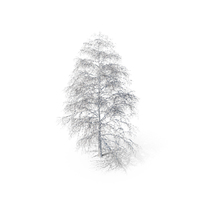 Birch Snow PNG & PSD Images