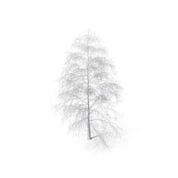 Birch Tree Winter PNG & PSD Images