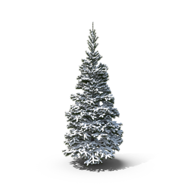 Conifer Snow PNG & PSD Images