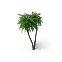 Palm Trees PNG & PSD Images