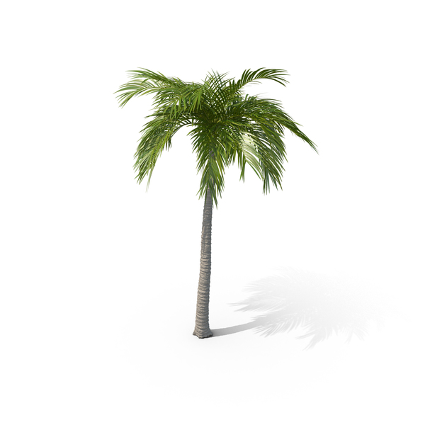 Palm PNG & PSD Images Palm PNG & PSD Images