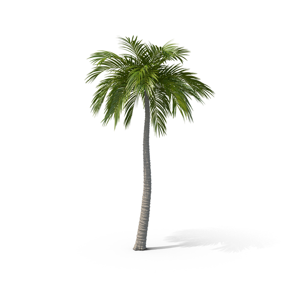 Palm PNG & PSD Images