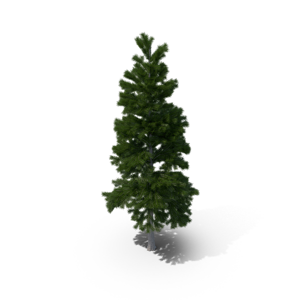 Pine PNG & PSD Images