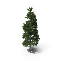 Pine PNG & PSD Images