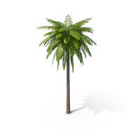 Palm  Tree PNG & PSD Images
