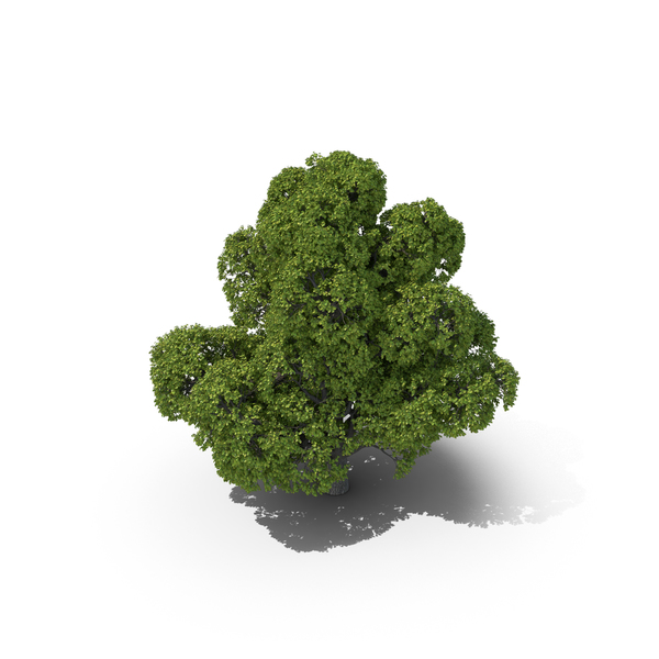 Oak PNG & PSD Images